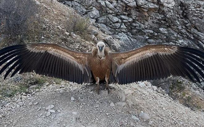 Şırnak’ta bulundu! Tedavisi tamamlanınca doğaya salındı